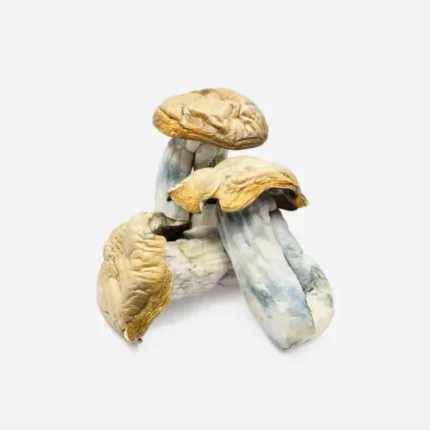 Hillbilly Magic Mushrooms