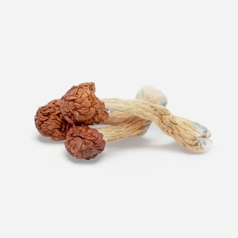 Penis Envy Dino Eggs Magic Mushrooms Penis Envy Dino Eggs Magic Mushrooms