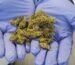 What Is Skunk Weed: Definition, Origin, Effects, Strains